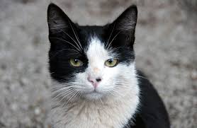 The characteristics of cats can vary a lot from breed to breed but also from animal to. Black And White Cat Names 59 Awesome Names For Your Cat