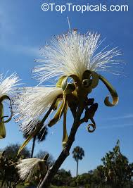 Image result for Pseudobombax