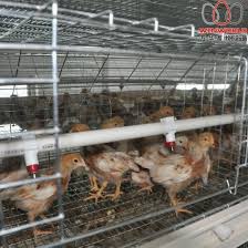 Chicken coop our collection of small coops is perfect for the backyard homesteader or urban farmer. China Jamaica Poultry Layer Farm Good Price 3 Tiers A Type Battery Chicken Cage System Pullet Cage China Small Layer Cage Chicken Cage