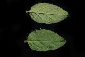 Image result for Seddera suffruticosa