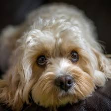 My cavapoo puppies & havapoo puppies are born in my home and given tlc from the moment they take their. Find Cavapoo Breeders Puppies For Sale In California