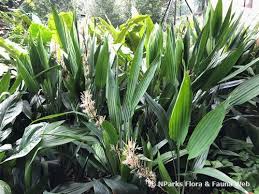 Image result for Dracaena aubryana