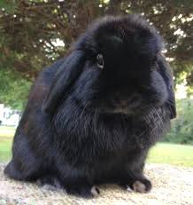 Black And White Holland Lop Bunny For Sale Rabbit Rabbitlove Pet Bunny Holland Lop Lop Eared Bunny
