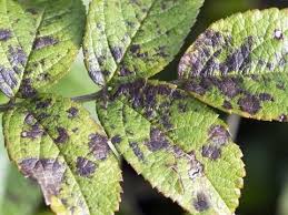 A Guide To Common Leaf Problems Love The Garden