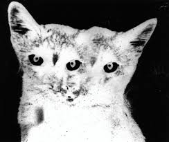 Animal eyes tuto by unicatstudio on deviantart. Vintage Three Eyed Cats By Weegee Monovisions Black White Photography Magazine