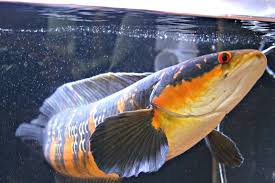 Ikan hias air tawar yang tahan lama ini memiliki bentuk kepala dan perut yang cukup unik, yakni menonjol atau menggembung. Peliharaan Ikan Predator Air Tawar Love And Care For Your Beloved Pet