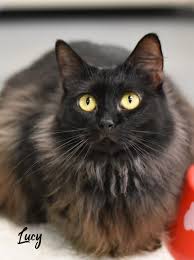 Adopt This Cat Tabby Domestic Medium Hair Mixed Long Coat In Spring Tx Pet Adoption Pets Dog Adoption