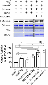 This review will focus on the close homologs rac and cdc42, which have been established as drivers of metastasis and therapy resistance in. Cdc42 Binds Pak4 Via An Extended Gtpase Effector Interface Pnas