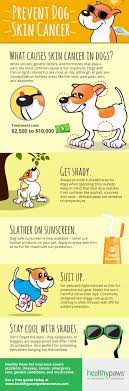 Cancer can also cause dogs to lose weight while maintaining their regular appetite. Preventing Skin Cancer In Dogs Healthy Paws