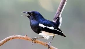 The european magpie , also eurasian magpie and common magpie ( pica pica ), is a resident breeding bird throughout europe, much of asia and northwest africa. 500 Cute Magpie Bird Names Exploration Squared