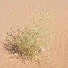 Image result for Deverra denudata