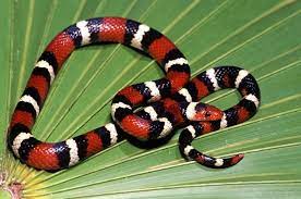 Whawhawhawha Info California King Snake Pet Snake Snake