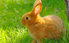 معلومات عن الارانب مع أجمل و أروع صور لأرانب مختلفة الألوان و