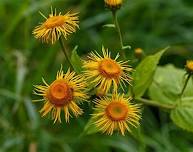 Herbal Allies: Making Elecampane Honey