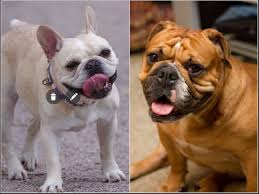 Its fame spread to the. English Bulldog Vs French Bulldog What S The Difference