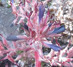 Image result for Pycnostachys coerulea