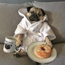 Doug The Pug On Instagram I Told Myself I D Go On A Run This Morning Doug Doug The Pug Pugs Funny Pugs