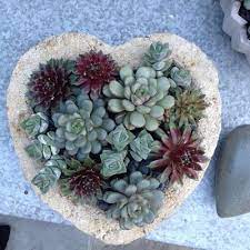 Decoraconmaria Plantas De Interior Y Otras Suculentas Plantas Suculentas Plantas