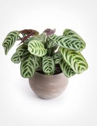 Garden flowers online near me. Where To Buy Plants Online 9 Shops That Deliver To Your Door Architectural Digest