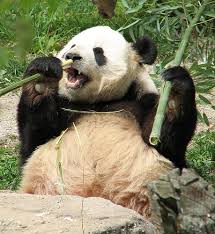 Healthy Options At Panda Express Eating Rules