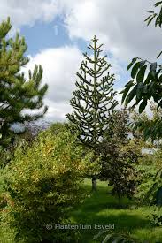 Image result for Arauk rie Araucaria
