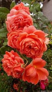 Beautiful flowers for her birthday. 10 Kinds Of Flowers You Can Easily Offer Your Other Half On Her Birthday Party Beautiful Flowers Different Types Of Flowers Flowers