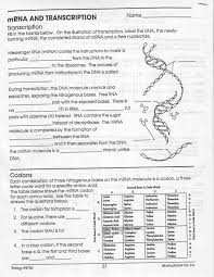 Rna Worksheets Answer Key Transcription And Translation Dna Transcription And Translation Dna Transcription