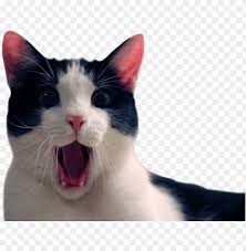 Animalcat Funny Cat Transparent Background Png Image With Transparent Background Toppng