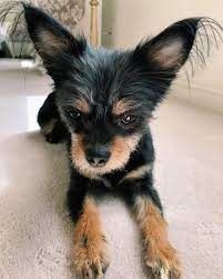 The Ultimate Guide To The Sweet And Spunky Chihuahua Yorkie Mix K9 Web