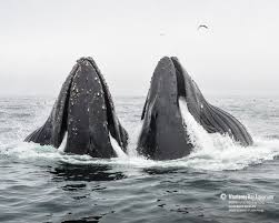 Find wallpapers and download to your most popular among our users humpback whale in collection animalare sorted by number of views. Humpback Whales Wallpapers Monterey Bay Aquarium
