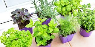 I just love the idea of having fresh herbs right at my fingertips when cooking! How To Grow Herbs Indoors Create Your Own Diy Herb Garden