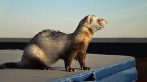 How to get rid of ferret smell. Do Ferrets Smell Real Reasons Why They Stink