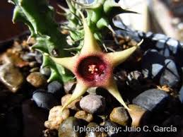 Image result for Huernia verekeri