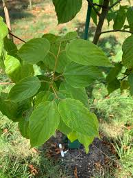 Image result for Hovenia