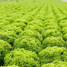 Vous Connaissez Le Dicton Qui Mange Salade Jamais Malade Mangerdesproduitsfrais Produitsnaturels Produitsfrais Produitdesaison
