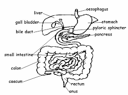 The digestive system is made up of the alimentary canal (also called the digestive tract) and other organs, such as the liver and pancreas. Digestive System Answers Wikieducator