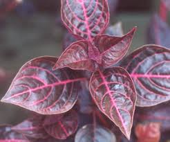 Image result for Iresine lindenii