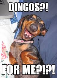 Dingo S For Me Aw You Shouldn T Have Funny Dog Memes Dingo Dog Memes