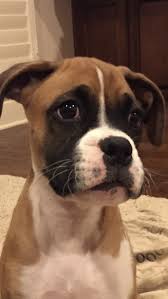 It is during the early years that these dogs gain muscle mass and obtain essential nutrients to grow healthy. Dog Are You Eating Foods And Not Sharing It Wth Me Human This Is Ma Food Boxer Dogs Dogs Boxer Puppies