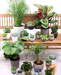 Les gardénias se développent dans un sol. Plantes D Interieur Une Decoration Vivante Chez Soi Schilliger