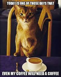 Caffeine Surge Needed Cute Animal Memes Cats And Kittens Funny Pictures