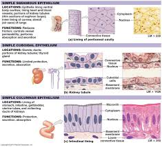 Epithelial Tissue Types Google Search Human Anatomy