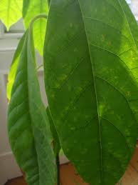 Maybe you would like to learn more about one of these? Avocado Leaves Turning Brown