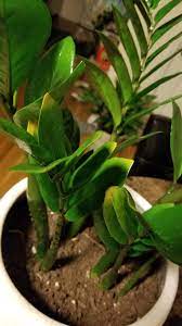 Check spelling or type a new query. Ask A Question Forum Tips Of Zz Plant Turning Yellow Garden Org