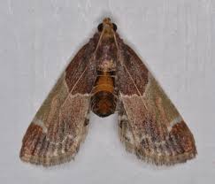Image result for Pyralis farinalis