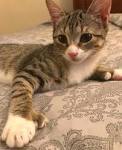 American Polydactyl Cat Breed Information and Pictures