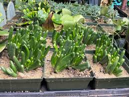 Image result for Crassula zombensis