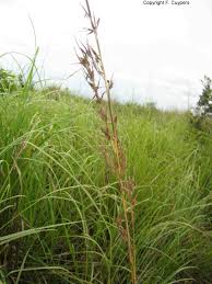 Image result for Hyparrhenia