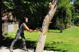 365 Things In 365 Days Blog Archive 154 Cut Down A Tree With An Axe