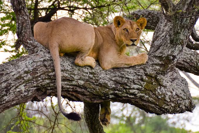 5 Days Tarangire, Manyara & Ngorongoro Safari Gallery